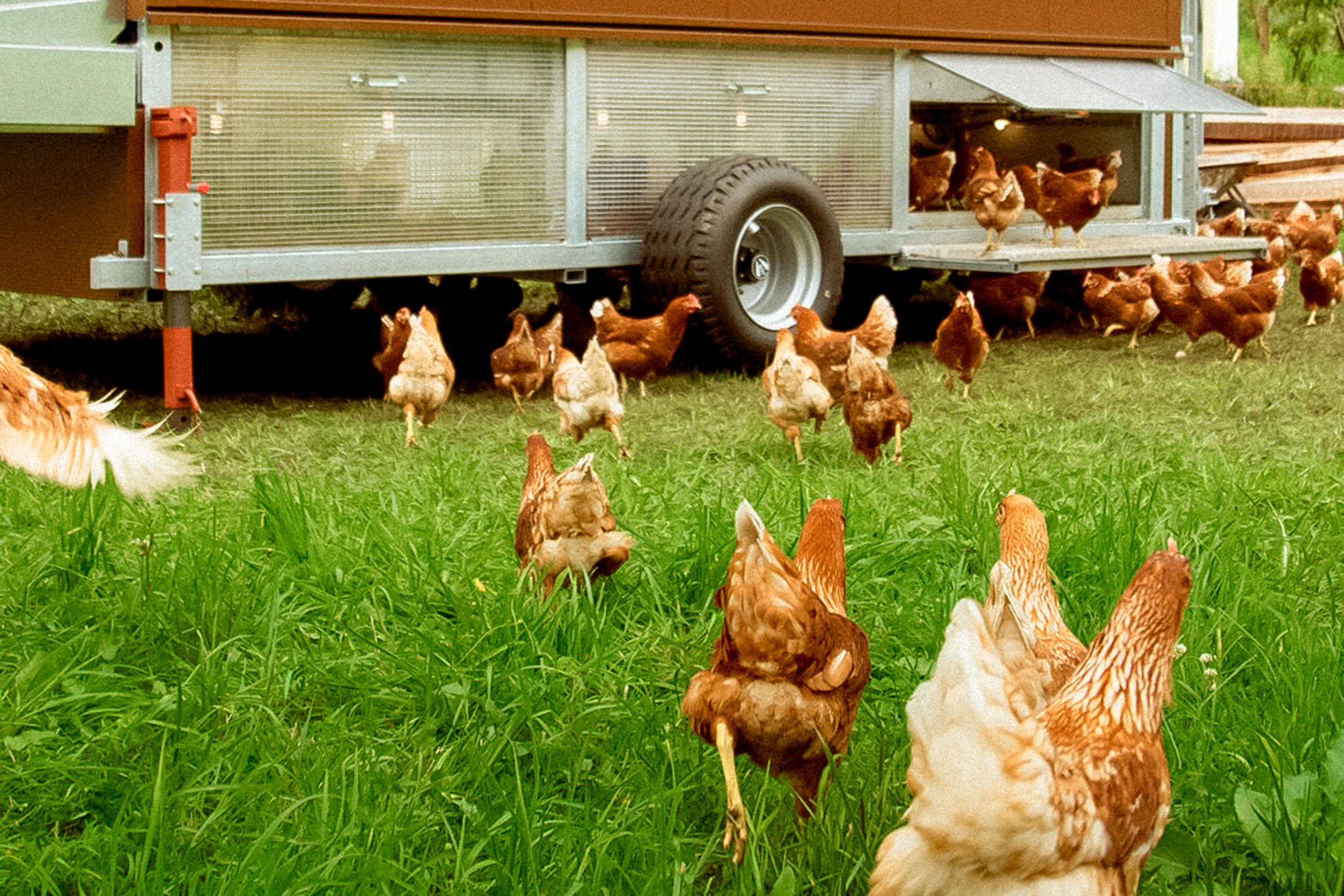 Die Bergerwiesen-Eier für dein Frühstück kommen von glücklichen Hühnern.